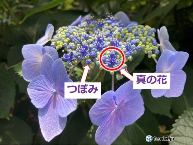 紫陽花の本当（真）の「花」はここ！