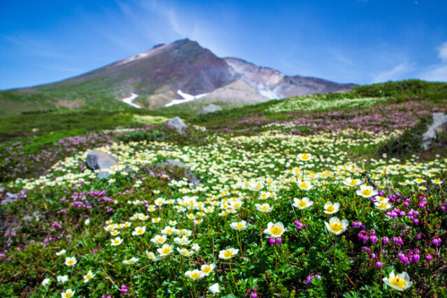 夏の旭岳はたくさんの高山植物が出迎えてくれます