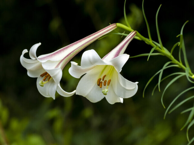 こんなに美しい花を咲かせるのに、凄まじい繁殖力を見せるタカサゴユリ