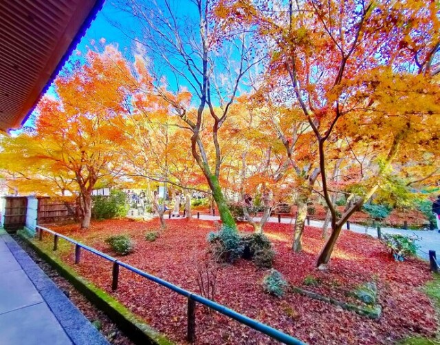 圓光寺は紅葉シーズンは予約必須です