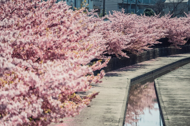 しだれ桜のピンクが美しい