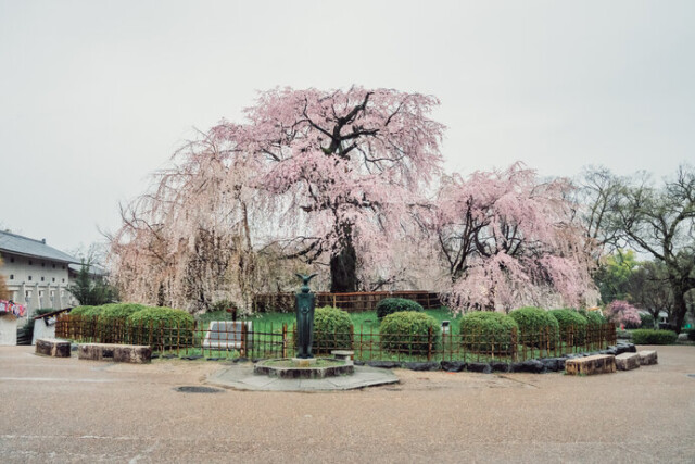 京都の桜といえば円山公園の祇園しだれ桜