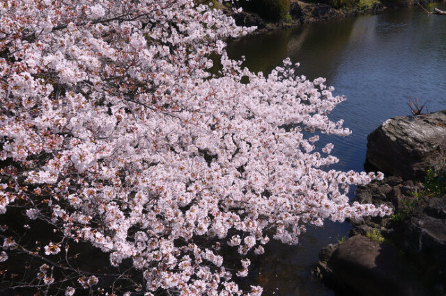 見頃を逃すことなく早咲きの桜を楽しめます