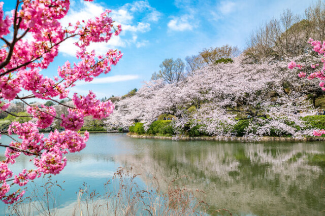 広い公園のあちこちで桜を見ることができます