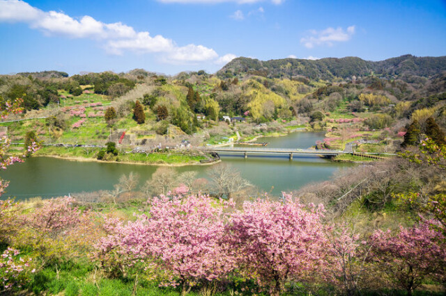 ダムの湖畔を彩る頼朝桜を展望広場から眺めよう