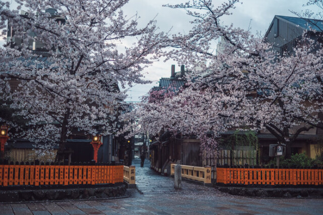 古い街並みと桜の組み合わせが特徴的な祇園新橋