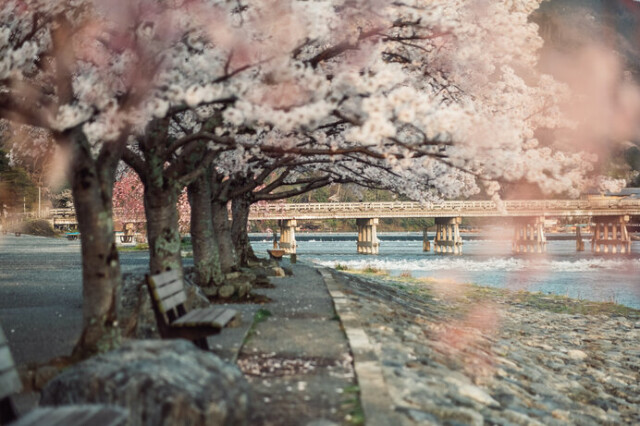 嵐山公園も桜が美しい