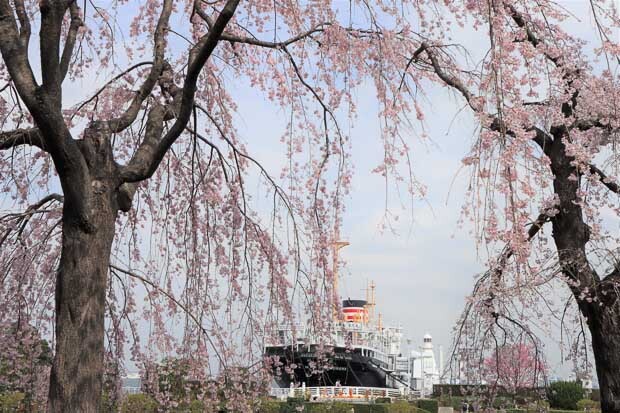 春爛漫を感じる季節。横浜で花や緑を愛でながら散策、お茶や食事など楽しいお出かけができそうです。