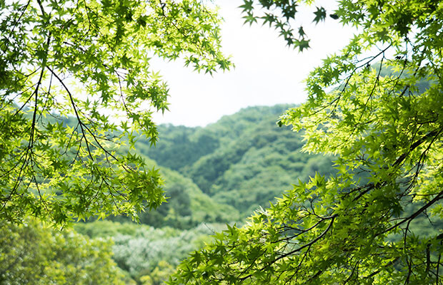 肥土山農村歌舞伎舞台の周辺の新緑。毎年５月のこの景色はとても美しい。