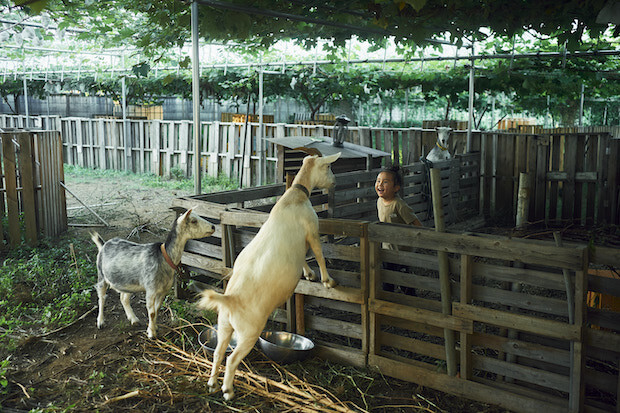 農園で飼育されているヤギたちとのふれあいも可能です。