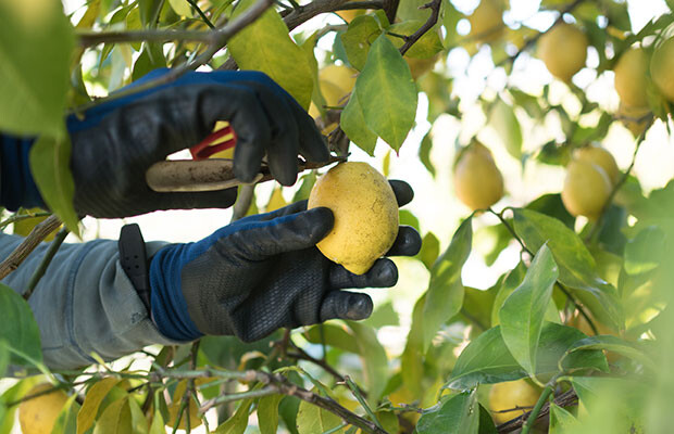 レモンのほかにも温州みかんや橙（だいだい）など小豆島では冬は柑橘の収穫シーズン。