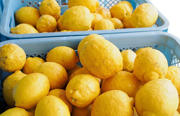 ５月に収穫した完熟レモン。第一印象は「でっかい！」。