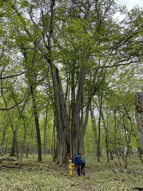 樹齢はどのくらいだろうか？　「仁伏の森」には見上げるほどのカツラの木が点在する。