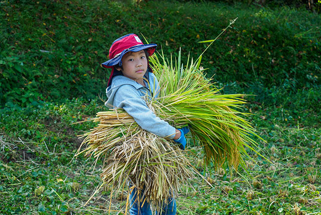 刈り取った稲の束を運ぶ子ども