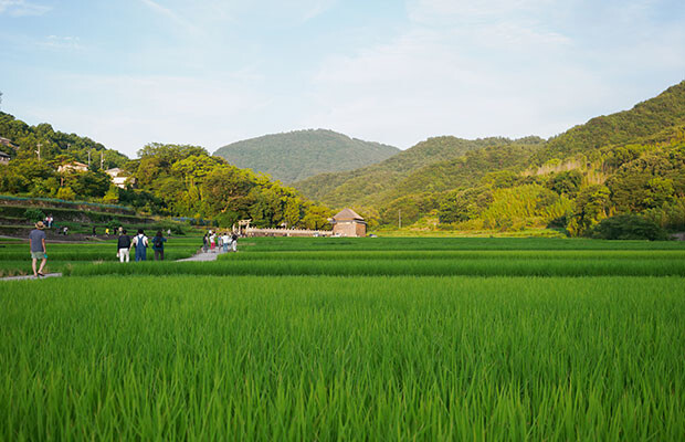 ７月の肥土山の田園風景。本当に美しい農村です。奥に見えるのは「肥土山農村歌舞伎舞台」。