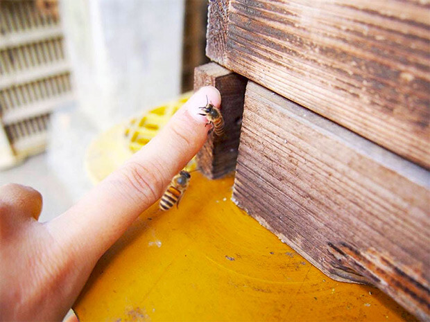 養蜂箱とミツバチの写真