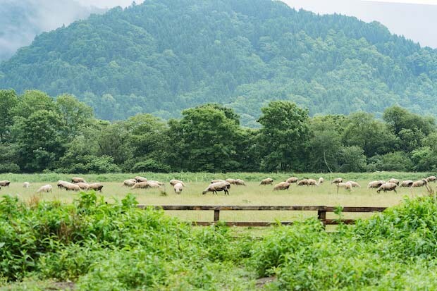 〈茶路めん羊牧場〉では放牧を行い、主に草を餌として羊を育てています。