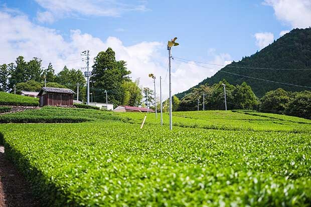 川根地区にあるカネス製茶の契約農家の茶園。このあたり一帯は鎌倉時代から続く茶園だという。