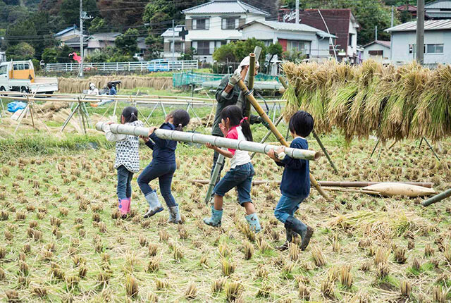 田んぼではさがけ用の竹を運ぶ子どもたち