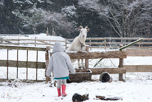 雪の中、ヤギと遊ぶ津留崎さんの娘さん