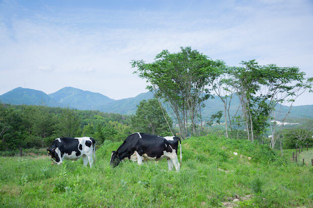 サゴタニ牧農の牛