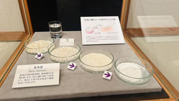 養殖真珠発祥の地「ミキモト真珠島」にある〈真珠博物館〉の展示物。真珠層から成分を抽出する仕組みを解説。