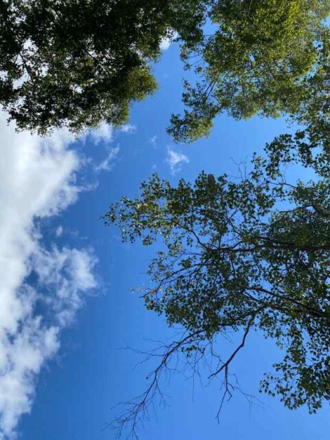 木々の葉っぱと真っ青な空。この風景を眺めながらポーズを取ると、手の先が天に吸い込まれていきそうなくらい気持ちよく、体が伸びた。