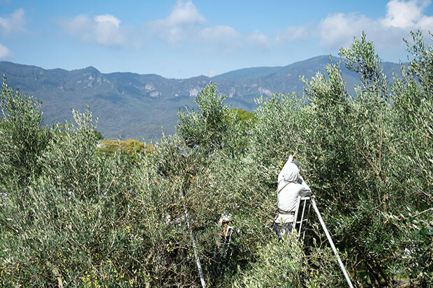 10月は島のあちこちでオリーブの収穫風景をみることができます。