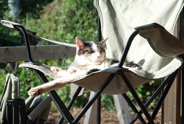 アウトドアチェアで日向ぼっこをする猫のコロンさん
