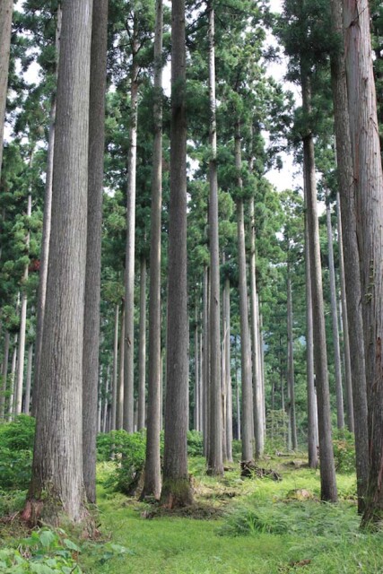 西粟倉村の針葉樹林