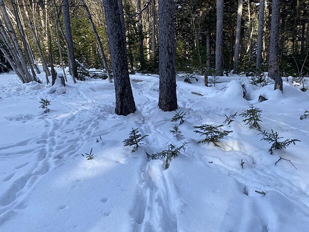 雪の森を歩くときの楽しみは、動物の足跡観察。たくさんのエゾシカが往来しているのがわかる。