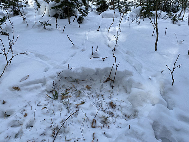 これはエゾシカの食べ跡。雪の下に埋もれているササなどを掘り起こしているそう。