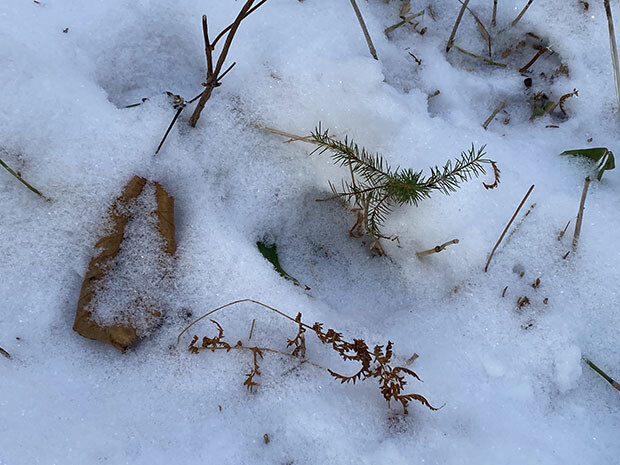 これはエゾシカの食べ跡。雪の下に埋もれているササなどを掘り起こしているそう。