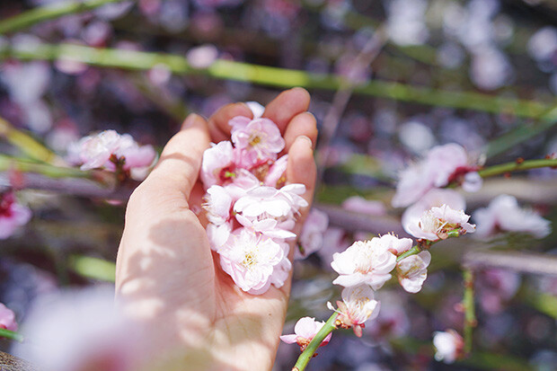 摘んだ梅の花を手にしている写真。