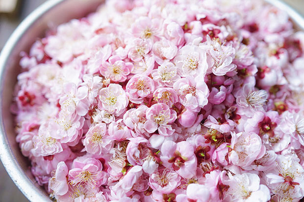 ボウルいっぱいに摘んだ、薄いピンク色の梅の花の写真。