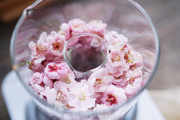 蒸留器に梅の花を詰めた写真。