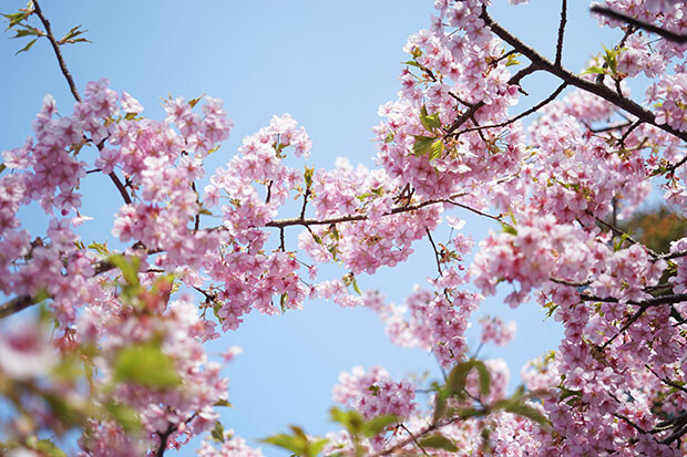 満開の桜の風景写真。