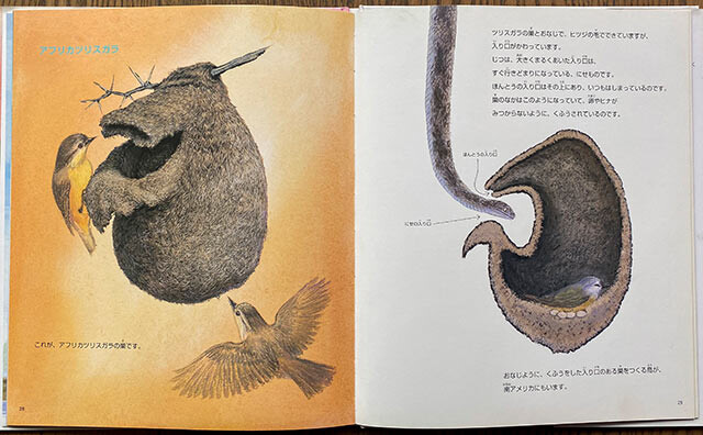 絵本『ふしぎな鳥の巣』の中のツリスガラの巣について描かれたページ