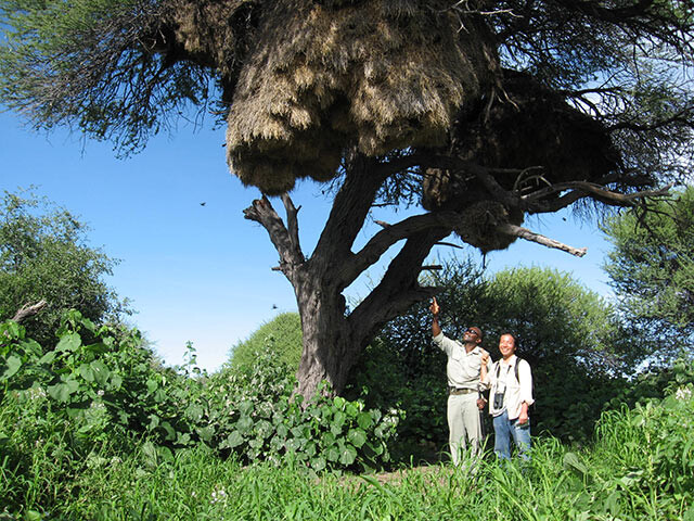 鈴木さんがナミビアでシャカイハタオリの巣の下に立っている