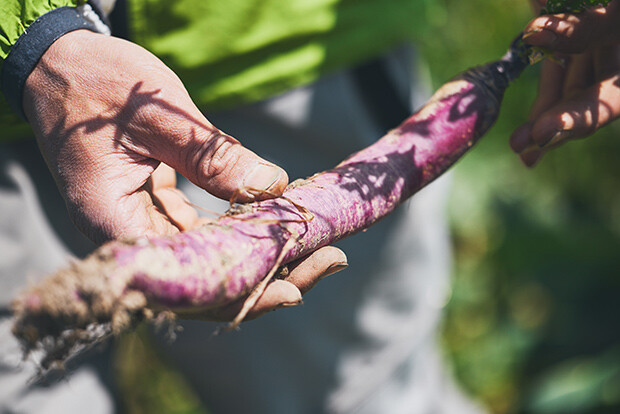 竹田かたつむり農園で栽培される「雲仙赤紫大根」。