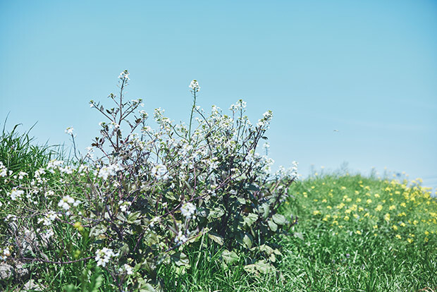 竹田さんの畑に花を咲かせる「雲仙赤紫大根」の白い花。
