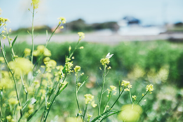 竹田かたつむり農園の畑を訪れた３月下旬は、「端境期（はざかいき）」と呼ばれる、新しい芽吹きや野菜の成長を待つ時季。畑には竹田さんが育てる「雲仙こぶ高菜」が花を咲かせていた。