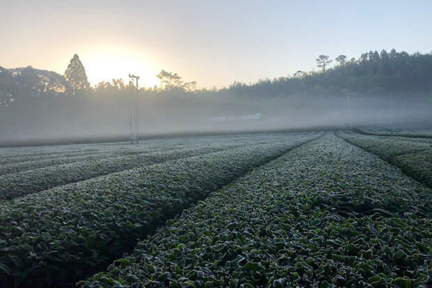 朝霧に包まれる茶畑の様子。（写真提供：柳田製茶）