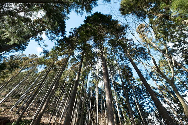 日本の森林イメージ