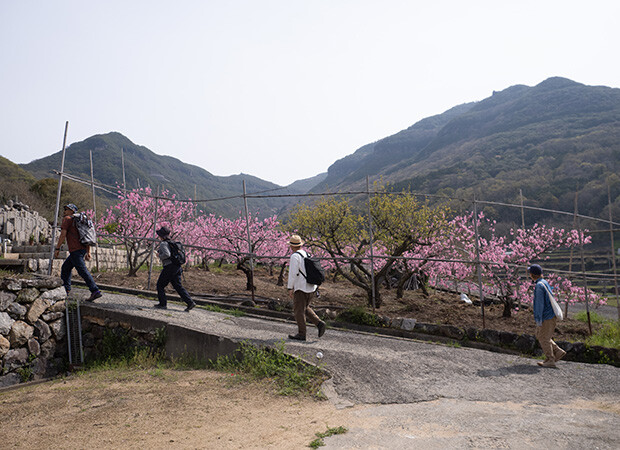 桃の花が満開。その手前を人が歩く。