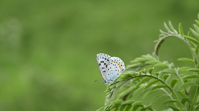 緑のgoo「幸せを運ぶ青い蝶 オオルリシジミを守ろうキャンペーン」<br>寄付実績・レポート
