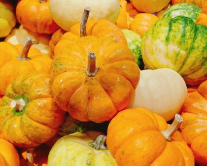 ペポかぼちゃの種に含まれる栄養とは？