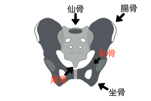 骨盤は「仙骨」「腸骨」「坐骨」「恥骨」「尾骨」から構成されています。これらの骨は靭帯等で強力に固定されているため、なんらかの強い衝撃が加わらないかぎりズレることはありません