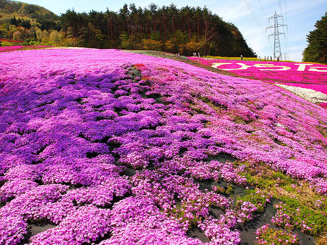【福島県 2024年版】  春の絶景・風物詩10選 25万株の芝桜の絨毯が一面を染める