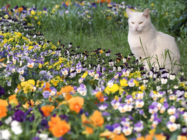 公園野良にゃんこも  うっとりお花を鑑賞中  佐々木まことの犬猫脱力写真館